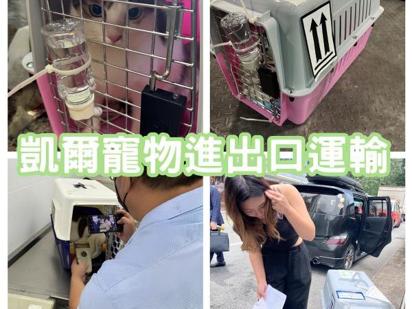 2024/06/24『香港』三花貓貓陪主人一起畢業回香港啦~~~